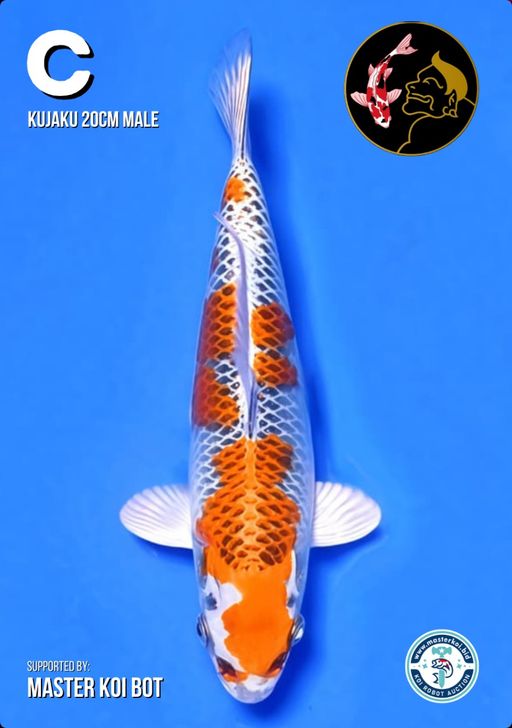 Lelang Koi Online, Jual Beli Ikan Koi, Pusat Jual Beli Koi, Info Lelang Koi Hari Ini, Platform Jual Beli Koi, Jual Beli Ikan Koi Online, Marketplace Ikan Koi, Jual Koi Terbaik, Tempat Beli Koi Berkualitas, Pasar Ikan Koi Online Terpercaya, Penjual Ikan Koi Terpercaya, Beli Koi Hias Online, Ikan Koi untuk Dijual, Koi Kualitas Terbaik, Toko Online Ikan Koi, Koi Hias Untuk Dijual, Jual Beli Ikan Koi Lokal, Koi Indonesia Online, Pusat Jual Beli Koi Terbesar