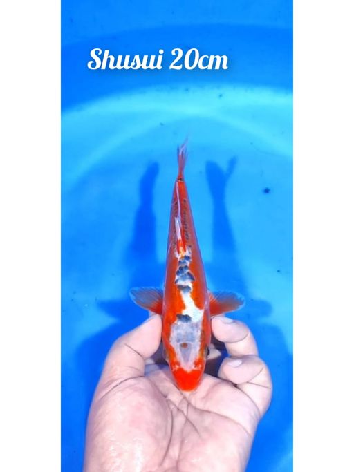 Lelang Koi Online, Jual Beli Ikan Koi, Pusat Jual Beli Koi, Info Lelang Koi Hari Ini, Platform Jual Beli Koi, Jual Beli Ikan Koi Online, Marketplace Ikan Koi, Jual Koi Terbaik, Tempat Beli Koi Berkualitas, Pasar Ikan Koi Online Terpercaya, Penjual Ikan Koi Terpercaya, Beli Koi Hias Online, Ikan Koi untuk Dijual, Koi Kualitas Terbaik, Toko Online Ikan Koi, Koi Hias Untuk Dijual, Jual Beli Ikan Koi Lokal, Koi Indonesia Online, Pusat Jual Beli Koi Terbesar