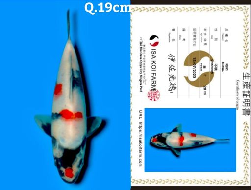 Lelang Koi Online, Jual Beli Ikan Koi, Pusat Jual Beli Koi, Info Lelang Koi Hari Ini, Platform Jual Beli Koi, Jual Beli Ikan Koi Online, Marketplace Ikan Koi, Jual Koi Terbaik, Tempat Beli Koi Berkualitas, Pasar Ikan Koi Online Terpercaya, Penjual Ikan Koi Terpercaya, Beli Koi Hias Online, Ikan Koi untuk Dijual, Koi Kualitas Terbaik, Toko Online Ikan Koi, Koi Hias Untuk Dijual, Jual Beli Ikan Koi Lokal, Koi Indonesia Online, Pusat Jual Beli Koi Terbesar