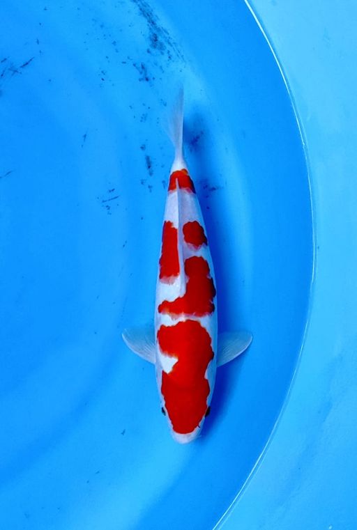 Lelang Koi Online, Jual Beli Ikan Koi, Pusat Jual Beli Koi, Info Lelang Koi Hari Ini, Platform Jual Beli Koi, Jual Beli Ikan Koi Online, Marketplace Ikan Koi, Jual Koi Terbaik, Tempat Beli Koi Berkualitas, Pasar Ikan Koi Online Terpercaya, Penjual Ikan Koi Terpercaya, Beli Koi Hias Online, Ikan Koi untuk Dijual, Koi Kualitas Terbaik, Toko Online Ikan Koi, Koi Hias Untuk Dijual, Jual Beli Ikan Koi Lokal, Koi Indonesia Online, Pusat Jual Beli Koi Terbesar
