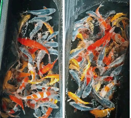 Lelang Koi Online, Jual Beli Ikan Koi, Pusat Jual Beli Koi, Info Lelang Koi Hari Ini, Platform Jual Beli Koi, Jual Beli Ikan Koi Online, Marketplace Ikan Koi, Jual Koi Terbaik, Tempat Beli Koi Berkualitas, Pasar Ikan Koi Online Terpercaya, Penjual Ikan Koi Terpercaya, Beli Koi Hias Online, Ikan Koi untuk Dijual, Koi Kualitas Terbaik, Toko Online Ikan Koi, Koi Hias Untuk Dijual, Jual Beli Ikan Koi Lokal, Koi Indonesia Online, Pusat Jual Beli Koi Terbesar