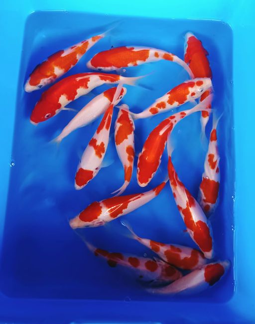 Lelang Koi Online, Jual Beli Ikan Koi, Pusat Jual Beli Koi, Info Lelang Koi Hari Ini, Platform Jual Beli Koi, Jual Beli Ikan Koi Online, Marketplace Ikan Koi, Jual Koi Terbaik, Tempat Beli Koi Berkualitas, Pasar Ikan Koi Online Terpercaya, Penjual Ikan Koi Terpercaya, Beli Koi Hias Online, Ikan Koi untuk Dijual, Koi Kualitas Terbaik, Toko Online Ikan Koi, Koi Hias Untuk Dijual, Jual Beli Ikan Koi Lokal, Koi Indonesia Online, Pusat Jual Beli Koi Terbesar