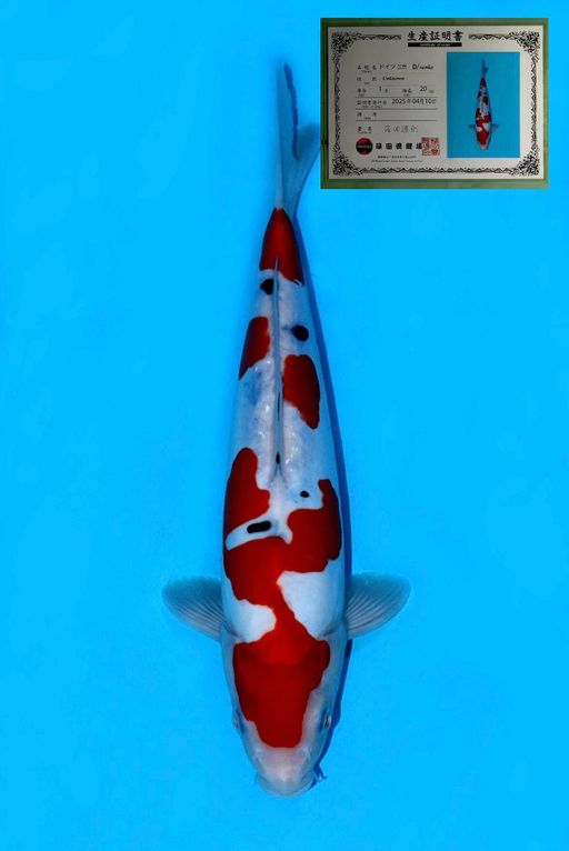 Lelang Koi Online, Jual Beli Ikan Koi, Pusat Jual Beli Koi, Info Lelang Koi Hari Ini, Platform Jual Beli Koi, Jual Beli Ikan Koi Online, Marketplace Ikan Koi, Jual Koi Terbaik, Tempat Beli Koi Berkualitas, Pasar Ikan Koi Online Terpercaya, Penjual Ikan Koi Terpercaya, Beli Koi Hias Online, Ikan Koi untuk Dijual, Koi Kualitas Terbaik, Toko Online Ikan Koi, Koi Hias Untuk Dijual, Jual Beli Ikan Koi Lokal, Koi Indonesia Online, Pusat Jual Beli Koi Terbesar