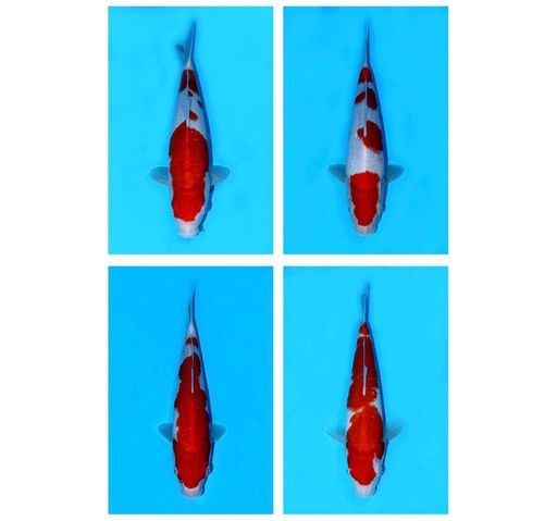 Lelang Koi Online, Jual Beli Ikan Koi, Pusat Jual Beli Koi, Info Lelang Koi Hari Ini, Platform Jual Beli Koi, Jual Beli Ikan Koi Online, Marketplace Ikan Koi, Jual Koi Terbaik, Tempat Beli Koi Berkualitas, Pasar Ikan Koi Online Terpercaya, Penjual Ikan Koi Terpercaya, Beli Koi Hias Online, Ikan Koi untuk Dijual, Koi Kualitas Terbaik, Toko Online Ikan Koi, Koi Hias Untuk Dijual, Jual Beli Ikan Koi Lokal, Koi Indonesia Online, Pusat Jual Beli Koi Terbesar