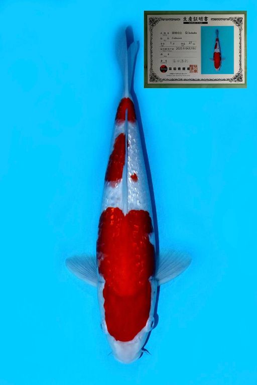 Lelang Koi Online, Jual Beli Ikan Koi, Pusat Jual Beli Koi, Info Lelang Koi Hari Ini, Platform Jual Beli Koi, Jual Beli Ikan Koi Online, Marketplace Ikan Koi, Jual Koi Terbaik, Tempat Beli Koi Berkualitas, Pasar Ikan Koi Online Terpercaya, Penjual Ikan Koi Terpercaya, Beli Koi Hias Online, Ikan Koi untuk Dijual, Koi Kualitas Terbaik, Toko Online Ikan Koi, Koi Hias Untuk Dijual, Jual Beli Ikan Koi Lokal, Koi Indonesia Online, Pusat Jual Beli Koi Terbesar