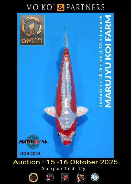 Lelang Koi Online, Jual Beli Ikan Koi, Pusat Jual Beli Koi, Info Lelang Koi Hari Ini, Platform Jual Beli Koi, Jual Beli Ikan Koi Online, Marketplace Ikan Koi, Jual Koi Terbaik, Tempat Beli Koi Berkualitas, Pasar Ikan Koi Online Terpercaya, Penjual Ikan Koi Terpercaya, Beli Koi Hias Online, Ikan Koi untuk Dijual, Koi Kualitas Terbaik, Toko Online Ikan Koi, Koi Hias Untuk Dijual, Jual Beli Ikan Koi Lokal, Koi Indonesia Online, Pusat Jual Beli Koi Terbesar
