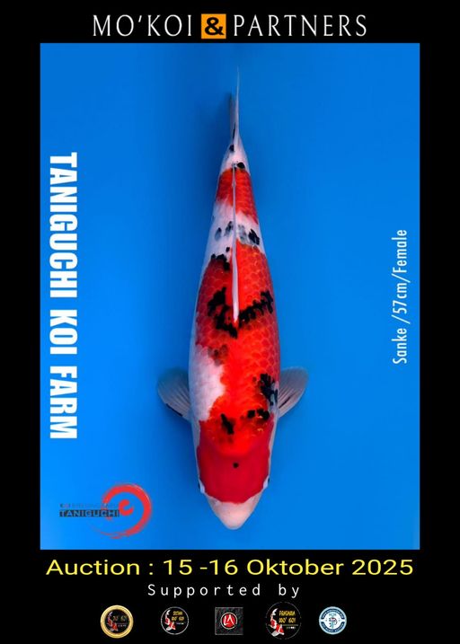 Lelang Koi Online, Jual Beli Ikan Koi, Pusat Jual Beli Koi, Info Lelang Koi Hari Ini, Platform Jual Beli Koi, Jual Beli Ikan Koi Online, Marketplace Ikan Koi, Jual Koi Terbaik, Tempat Beli Koi Berkualitas, Pasar Ikan Koi Online Terpercaya, Penjual Ikan Koi Terpercaya, Beli Koi Hias Online, Ikan Koi untuk Dijual, Koi Kualitas Terbaik, Toko Online Ikan Koi, Koi Hias Untuk Dijual, Jual Beli Ikan Koi Lokal, Koi Indonesia Online, Pusat Jual Beli Koi Terbesar