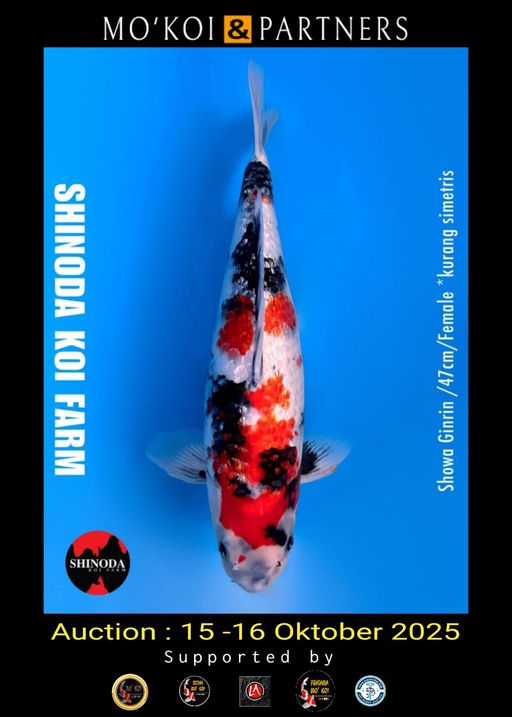 Lelang Koi Online, Jual Beli Ikan Koi, Pusat Jual Beli Koi, Info Lelang Koi Hari Ini, Platform Jual Beli Koi, Jual Beli Ikan Koi Online, Marketplace Ikan Koi, Jual Koi Terbaik, Tempat Beli Koi Berkualitas, Pasar Ikan Koi Online Terpercaya, Penjual Ikan Koi Terpercaya, Beli Koi Hias Online, Ikan Koi untuk Dijual, Koi Kualitas Terbaik, Toko Online Ikan Koi, Koi Hias Untuk Dijual, Jual Beli Ikan Koi Lokal, Koi Indonesia Online, Pusat Jual Beli Koi Terbesar