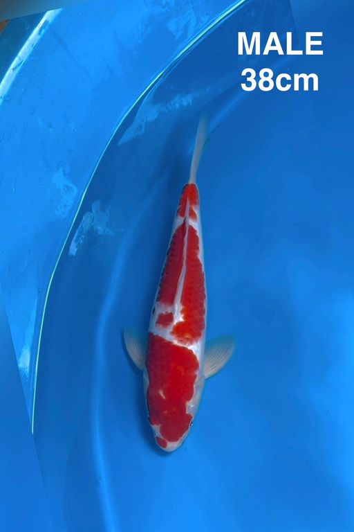 Lelang Koi Online, Jual Beli Ikan Koi, Pusat Jual Beli Koi, Info Lelang Koi Hari Ini, Platform Jual Beli Koi, Jual Beli Ikan Koi Online, Marketplace Ikan Koi, Jual Koi Terbaik, Tempat Beli Koi Berkualitas, Pasar Ikan Koi Online Terpercaya, Penjual Ikan Koi Terpercaya, Beli Koi Hias Online, Ikan Koi untuk Dijual, Koi Kualitas Terbaik, Toko Online Ikan Koi, Koi Hias Untuk Dijual, Jual Beli Ikan Koi Lokal, Koi Indonesia Online, Pusat Jual Beli Koi Terbesar