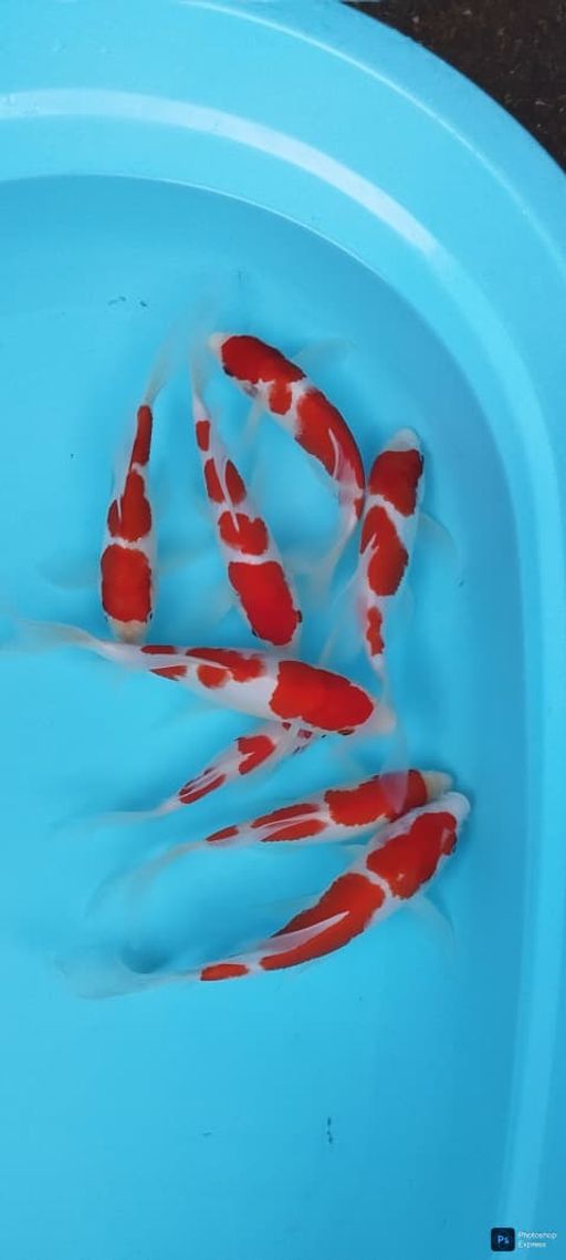 Lelang Koi Online, Jual Beli Ikan Koi, Pusat Jual Beli Koi, Info Lelang Koi Hari Ini, Platform Jual Beli Koi, Jual Beli Ikan Koi Online, Marketplace Ikan Koi, Jual Koi Terbaik, Tempat Beli Koi Berkualitas, Pasar Ikan Koi Online Terpercaya, Penjual Ikan Koi Terpercaya, Beli Koi Hias Online, Ikan Koi untuk Dijual, Koi Kualitas Terbaik, Toko Online Ikan Koi, Koi Hias Untuk Dijual, Jual Beli Ikan Koi Lokal, Koi Indonesia Online, Pusat Jual Beli Koi Terbesar