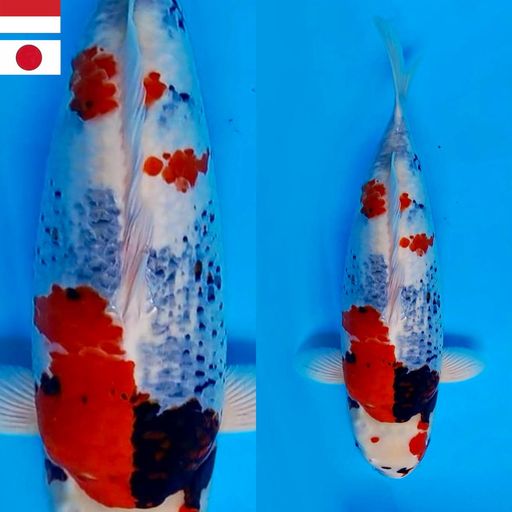 Lelang Koi Online, Jual Beli Ikan Koi, Pusat Jual Beli Koi, Info Lelang Koi Hari Ini, Platform Jual Beli Koi, Jual Beli Ikan Koi Online, Marketplace Ikan Koi, Jual Koi Terbaik, Tempat Beli Koi Berkualitas, Pasar Ikan Koi Online Terpercaya, Penjual Ikan Koi Terpercaya, Beli Koi Hias Online, Ikan Koi untuk Dijual, Koi Kualitas Terbaik, Toko Online Ikan Koi, Koi Hias Untuk Dijual, Jual Beli Ikan Koi Lokal, Koi Indonesia Online, Pusat Jual Beli Koi Terbesar