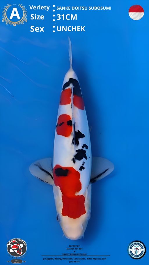 Lelang Koi Online, Jual Beli Ikan Koi, Pusat Jual Beli Koi, Info Lelang Koi Hari Ini, Platform Jual Beli Koi, Jual Beli Ikan Koi Online, Marketplace Ikan Koi, Jual Koi Terbaik, Tempat Beli Koi Berkualitas, Pasar Ikan Koi Online Terpercaya, Penjual Ikan Koi Terpercaya, Beli Koi Hias Online, Ikan Koi untuk Dijual, Koi Kualitas Terbaik, Toko Online Ikan Koi, Koi Hias Untuk Dijual, Jual Beli Ikan Koi Lokal, Koi Indonesia Online, Pusat Jual Beli Koi Terbesar
