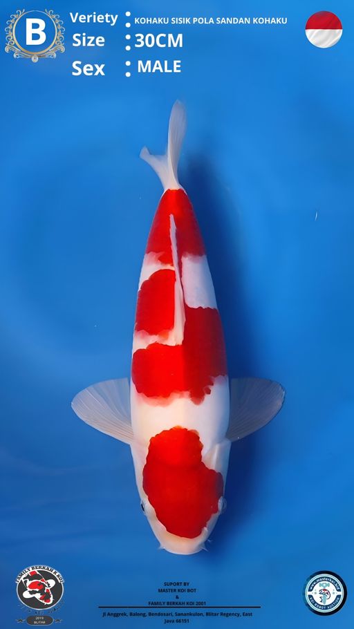 Lelang Koi Online, Jual Beli Ikan Koi, Pusat Jual Beli Koi, Info Lelang Koi Hari Ini, Platform Jual Beli Koi, Jual Beli Ikan Koi Online, Marketplace Ikan Koi, Jual Koi Terbaik, Tempat Beli Koi Berkualitas, Pasar Ikan Koi Online Terpercaya, Penjual Ikan Koi Terpercaya, Beli Koi Hias Online, Ikan Koi untuk Dijual, Koi Kualitas Terbaik, Toko Online Ikan Koi, Koi Hias Untuk Dijual, Jual Beli Ikan Koi Lokal, Koi Indonesia Online, Pusat Jual Beli Koi Terbesar