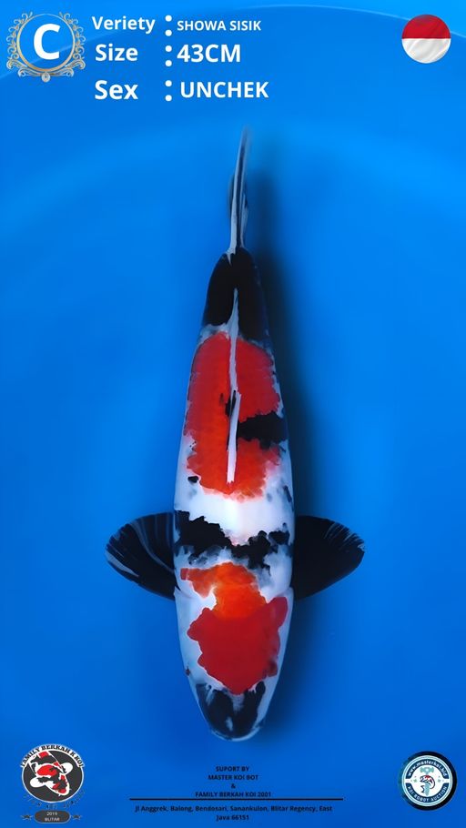Lelang Koi Online, Jual Beli Ikan Koi, Pusat Jual Beli Koi, Info Lelang Koi Hari Ini, Platform Jual Beli Koi, Jual Beli Ikan Koi Online, Marketplace Ikan Koi, Jual Koi Terbaik, Tempat Beli Koi Berkualitas, Pasar Ikan Koi Online Terpercaya, Penjual Ikan Koi Terpercaya, Beli Koi Hias Online, Ikan Koi untuk Dijual, Koi Kualitas Terbaik, Toko Online Ikan Koi, Koi Hias Untuk Dijual, Jual Beli Ikan Koi Lokal, Koi Indonesia Online, Pusat Jual Beli Koi Terbesar