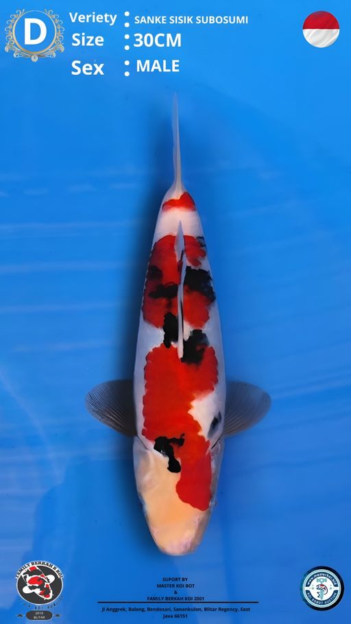 Lelang Koi Online, Jual Beli Ikan Koi, Pusat Jual Beli Koi, Info Lelang Koi Hari Ini, Platform Jual Beli Koi, Jual Beli Ikan Koi Online, Marketplace Ikan Koi, Jual Koi Terbaik, Tempat Beli Koi Berkualitas, Pasar Ikan Koi Online Terpercaya, Penjual Ikan Koi Terpercaya, Beli Koi Hias Online, Ikan Koi untuk Dijual, Koi Kualitas Terbaik, Toko Online Ikan Koi, Koi Hias Untuk Dijual, Jual Beli Ikan Koi Lokal, Koi Indonesia Online, Pusat Jual Beli Koi Terbesar