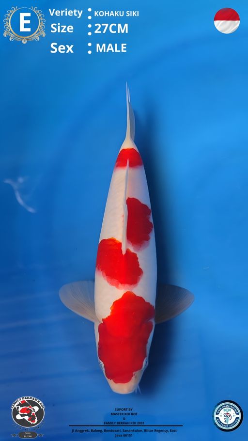 Lelang Koi Online, Jual Beli Ikan Koi, Pusat Jual Beli Koi, Info Lelang Koi Hari Ini, Platform Jual Beli Koi, Jual Beli Ikan Koi Online, Marketplace Ikan Koi, Jual Koi Terbaik, Tempat Beli Koi Berkualitas, Pasar Ikan Koi Online Terpercaya, Penjual Ikan Koi Terpercaya, Beli Koi Hias Online, Ikan Koi untuk Dijual, Koi Kualitas Terbaik, Toko Online Ikan Koi, Koi Hias Untuk Dijual, Jual Beli Ikan Koi Lokal, Koi Indonesia Online, Pusat Jual Beli Koi Terbesar