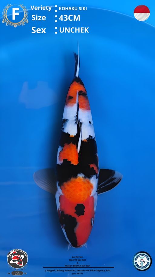 Lelang Koi Online, Jual Beli Ikan Koi, Pusat Jual Beli Koi, Info Lelang Koi Hari Ini, Platform Jual Beli Koi, Jual Beli Ikan Koi Online, Marketplace Ikan Koi, Jual Koi Terbaik, Tempat Beli Koi Berkualitas, Pasar Ikan Koi Online Terpercaya, Penjual Ikan Koi Terpercaya, Beli Koi Hias Online, Ikan Koi untuk Dijual, Koi Kualitas Terbaik, Toko Online Ikan Koi, Koi Hias Untuk Dijual, Jual Beli Ikan Koi Lokal, Koi Indonesia Online, Pusat Jual Beli Koi Terbesar