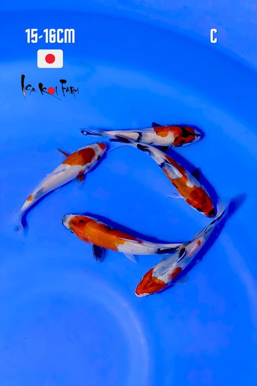 Lelang Koi Online, Jual Beli Ikan Koi, Pusat Jual Beli Koi, Info Lelang Koi Hari Ini, Platform Jual Beli Koi, Jual Beli Ikan Koi Online, Marketplace Ikan Koi, Jual Koi Terbaik, Tempat Beli Koi Berkualitas, Pasar Ikan Koi Online Terpercaya, Penjual Ikan Koi Terpercaya, Beli Koi Hias Online, Ikan Koi untuk Dijual, Koi Kualitas Terbaik, Toko Online Ikan Koi, Koi Hias Untuk Dijual, Jual Beli Ikan Koi Lokal, Koi Indonesia Online, Pusat Jual Beli Koi Terbesar