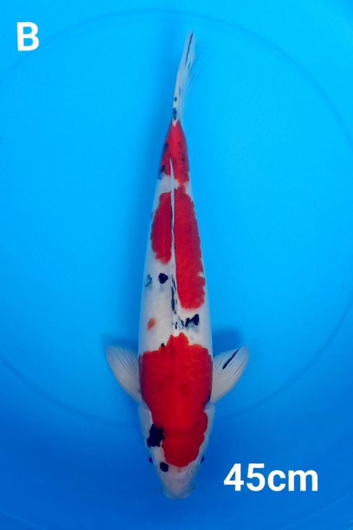 Lelang Koi Online, Jual Beli Ikan Koi, Pusat Jual Beli Koi, Info Lelang Koi Hari Ini, Platform Jual Beli Koi, Jual Beli Ikan Koi Online, Marketplace Ikan Koi, Jual Koi Terbaik, Tempat Beli Koi Berkualitas, Pasar Ikan Koi Online Terpercaya, Penjual Ikan Koi Terpercaya, Beli Koi Hias Online, Ikan Koi untuk Dijual, Koi Kualitas Terbaik, Toko Online Ikan Koi, Koi Hias Untuk Dijual, Jual Beli Ikan Koi Lokal, Koi Indonesia Online, Pusat Jual Beli Koi Terbesar