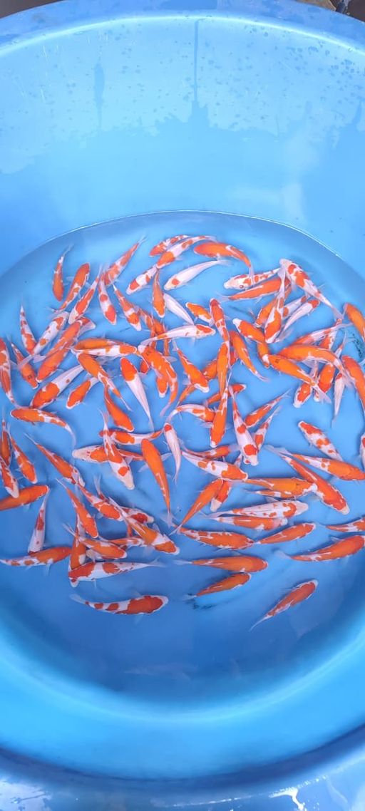 Lelang Koi Online, Jual Beli Ikan Koi, Pusat Jual Beli Koi, Info Lelang Koi Hari Ini, Platform Jual Beli Koi, Jual Beli Ikan Koi Online, Marketplace Ikan Koi, Jual Koi Terbaik, Tempat Beli Koi Berkualitas, Pasar Ikan Koi Online Terpercaya, Penjual Ikan Koi Terpercaya, Beli Koi Hias Online, Ikan Koi untuk Dijual, Koi Kualitas Terbaik, Toko Online Ikan Koi, Koi Hias Untuk Dijual, Jual Beli Ikan Koi Lokal, Koi Indonesia Online, Pusat Jual Beli Koi Terbesar