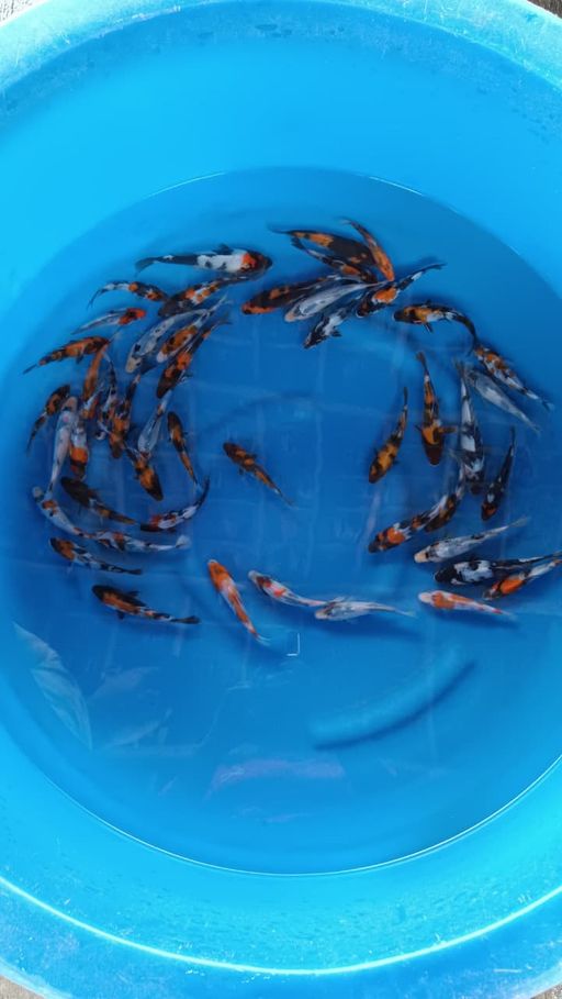Lelang Koi Online, Jual Beli Ikan Koi, Pusat Jual Beli Koi, Info Lelang Koi Hari Ini, Platform Jual Beli Koi, Jual Beli Ikan Koi Online, Marketplace Ikan Koi, Jual Koi Terbaik, Tempat Beli Koi Berkualitas, Pasar Ikan Koi Online Terpercaya, Penjual Ikan Koi Terpercaya, Beli Koi Hias Online, Ikan Koi untuk Dijual, Koi Kualitas Terbaik, Toko Online Ikan Koi, Koi Hias Untuk Dijual, Jual Beli Ikan Koi Lokal, Koi Indonesia Online, Pusat Jual Beli Koi Terbesar