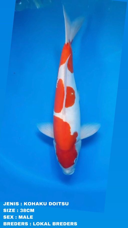 Lelang Koi Online, Jual Beli Ikan Koi, Pusat Jual Beli Koi, Info Lelang Koi Hari Ini, Platform Jual Beli Koi, Jual Beli Ikan Koi Online, Marketplace Ikan Koi, Jual Koi Terbaik, Tempat Beli Koi Berkualitas, Pasar Ikan Koi Online Terpercaya, Penjual Ikan Koi Terpercaya, Beli Koi Hias Online, Ikan Koi untuk Dijual, Koi Kualitas Terbaik, Toko Online Ikan Koi, Koi Hias Untuk Dijual, Jual Beli Ikan Koi Lokal, Koi Indonesia Online, Pusat Jual Beli Koi Terbesar