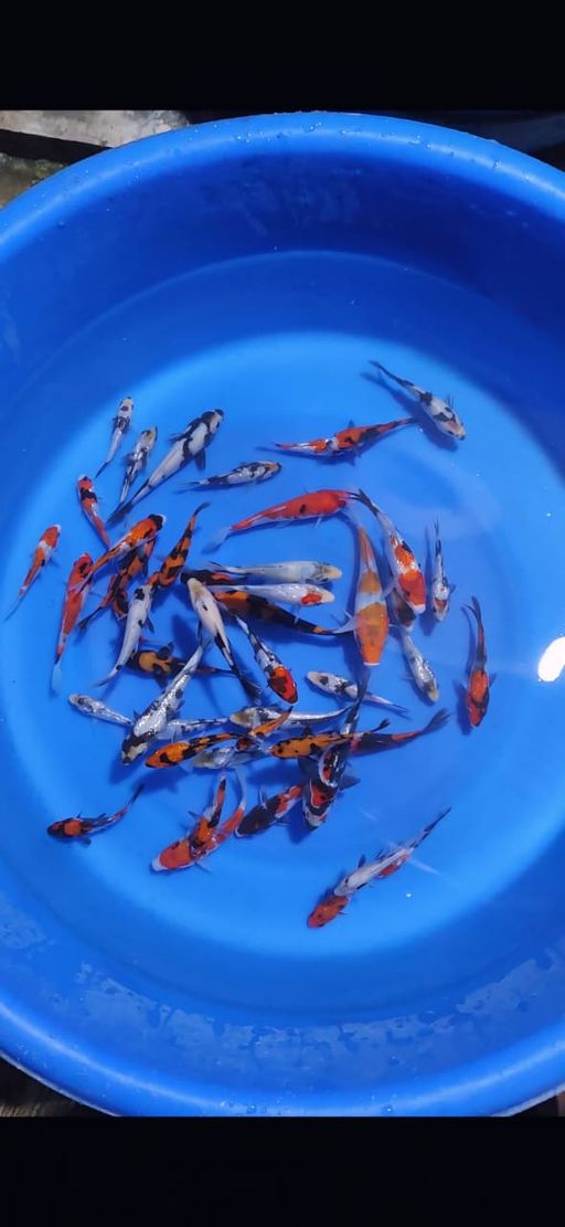 Lelang Koi Online, Jual Beli Ikan Koi, Pusat Jual Beli Koi, Info Lelang Koi Hari Ini, Platform Jual Beli Koi, Jual Beli Ikan Koi Online, Marketplace Ikan Koi, Jual Koi Terbaik, Tempat Beli Koi Berkualitas, Pasar Ikan Koi Online Terpercaya, Penjual Ikan Koi Terpercaya, Beli Koi Hias Online, Ikan Koi untuk Dijual, Koi Kualitas Terbaik, Toko Online Ikan Koi, Koi Hias Untuk Dijual, Jual Beli Ikan Koi Lokal, Koi Indonesia Online, Pusat Jual Beli Koi Terbesar