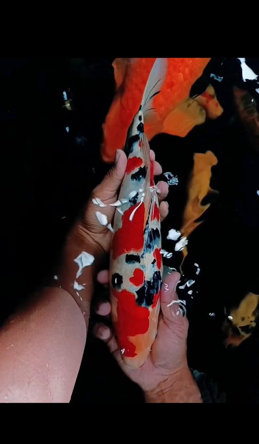 Lelang Koi Online, Jual Beli Ikan Koi, Pusat Jual Beli Koi, Info Lelang Koi Hari Ini, Platform Jual Beli Koi, Jual Beli Ikan Koi Online, Marketplace Ikan Koi, Jual Koi Terbaik, Tempat Beli Koi Berkualitas, Pasar Ikan Koi Online Terpercaya, Penjual Ikan Koi Terpercaya, Beli Koi Hias Online, Ikan Koi untuk Dijual, Koi Kualitas Terbaik, Toko Online Ikan Koi, Koi Hias Untuk Dijual, Jual Beli Ikan Koi Lokal, Koi Indonesia Online, Pusat Jual Beli Koi Terbesar