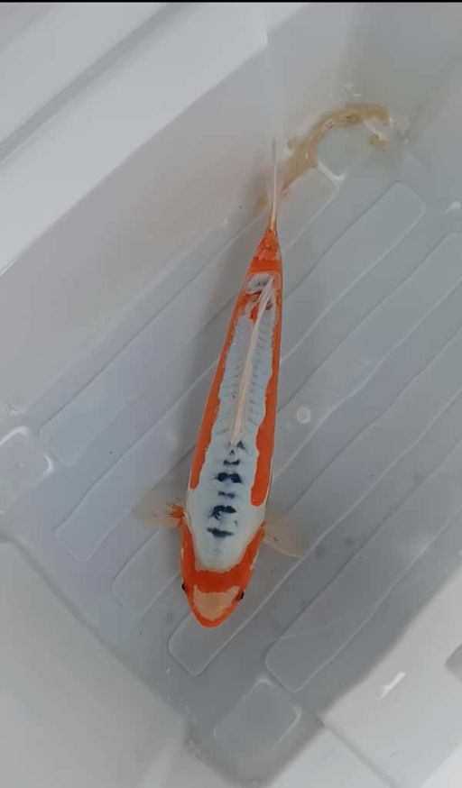 Lelang Koi Online, Jual Beli Ikan Koi, Pusat Jual Beli Koi, Info Lelang Koi Hari Ini, Platform Jual Beli Koi, Jual Beli Ikan Koi Online, Marketplace Ikan Koi, Jual Koi Terbaik, Tempat Beli Koi Berkualitas, Pasar Ikan Koi Online Terpercaya, Penjual Ikan Koi Terpercaya, Beli Koi Hias Online, Ikan Koi untuk Dijual, Koi Kualitas Terbaik, Toko Online Ikan Koi, Koi Hias Untuk Dijual, Jual Beli Ikan Koi Lokal, Koi Indonesia Online, Pusat Jual Beli Koi Terbesar