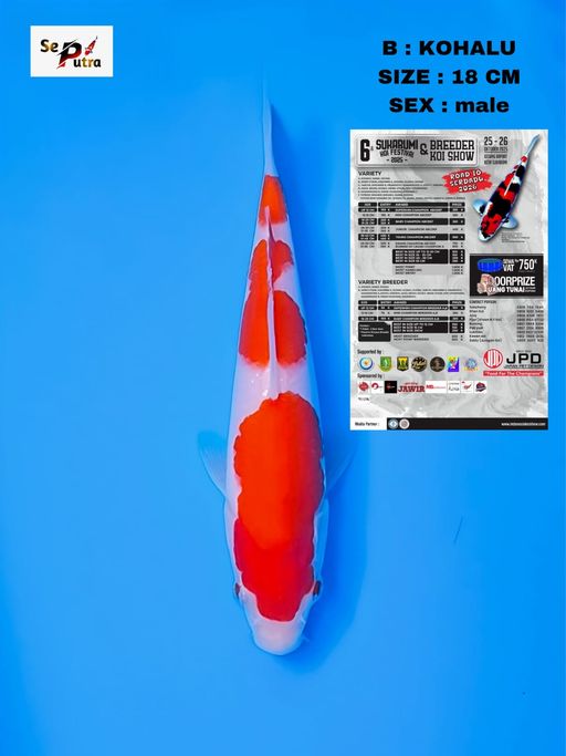 Lelang Koi Online, Jual Beli Ikan Koi, Pusat Jual Beli Koi, Info Lelang Koi Hari Ini, Platform Jual Beli Koi, Jual Beli Ikan Koi Online, Marketplace Ikan Koi, Jual Koi Terbaik, Tempat Beli Koi Berkualitas, Pasar Ikan Koi Online Terpercaya, Penjual Ikan Koi Terpercaya, Beli Koi Hias Online, Ikan Koi untuk Dijual, Koi Kualitas Terbaik, Toko Online Ikan Koi, Koi Hias Untuk Dijual, Jual Beli Ikan Koi Lokal, Koi Indonesia Online, Pusat Jual Beli Koi Terbesar
