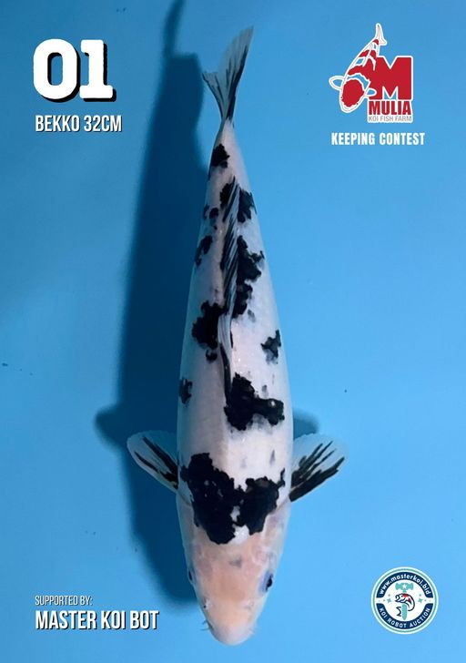 Lelang Koi Online, Jual Beli Ikan Koi, Pusat Jual Beli Koi, Info Lelang Koi Hari Ini, Platform Jual Beli Koi, Jual Beli Ikan Koi Online, Marketplace Ikan Koi, Jual Koi Terbaik, Tempat Beli Koi Berkualitas, Pasar Ikan Koi Online Terpercaya, Penjual Ikan Koi Terpercaya, Beli Koi Hias Online, Ikan Koi untuk Dijual, Koi Kualitas Terbaik, Toko Online Ikan Koi, Koi Hias Untuk Dijual, Jual Beli Ikan Koi Lokal, Koi Indonesia Online, Pusat Jual Beli Koi Terbesar