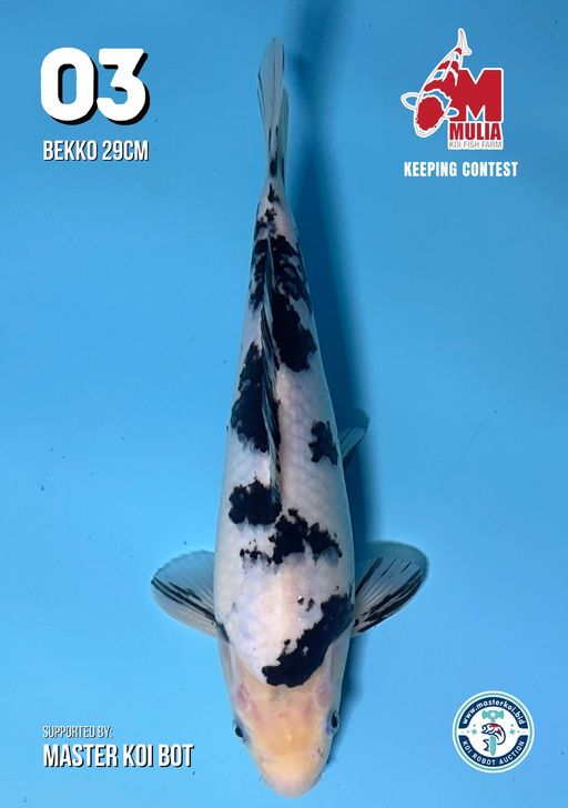 Lelang Koi Online, Jual Beli Ikan Koi, Pusat Jual Beli Koi, Info Lelang Koi Hari Ini, Platform Jual Beli Koi, Jual Beli Ikan Koi Online, Marketplace Ikan Koi, Jual Koi Terbaik, Tempat Beli Koi Berkualitas, Pasar Ikan Koi Online Terpercaya, Penjual Ikan Koi Terpercaya, Beli Koi Hias Online, Ikan Koi untuk Dijual, Koi Kualitas Terbaik, Toko Online Ikan Koi, Koi Hias Untuk Dijual, Jual Beli Ikan Koi Lokal, Koi Indonesia Online, Pusat Jual Beli Koi Terbesar