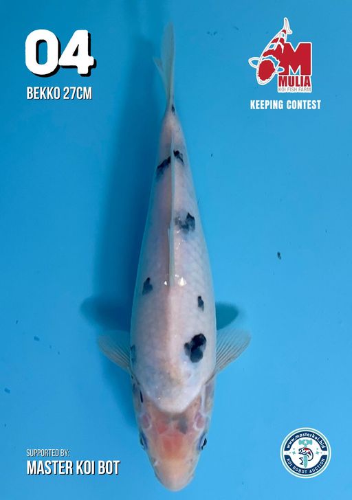 Lelang Koi Online, Jual Beli Ikan Koi, Pusat Jual Beli Koi, Info Lelang Koi Hari Ini, Platform Jual Beli Koi, Jual Beli Ikan Koi Online, Marketplace Ikan Koi, Jual Koi Terbaik, Tempat Beli Koi Berkualitas, Pasar Ikan Koi Online Terpercaya, Penjual Ikan Koi Terpercaya, Beli Koi Hias Online, Ikan Koi untuk Dijual, Koi Kualitas Terbaik, Toko Online Ikan Koi, Koi Hias Untuk Dijual, Jual Beli Ikan Koi Lokal, Koi Indonesia Online, Pusat Jual Beli Koi Terbesar