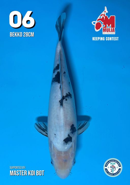 Lelang Koi Online, Jual Beli Ikan Koi, Pusat Jual Beli Koi, Info Lelang Koi Hari Ini, Platform Jual Beli Koi, Jual Beli Ikan Koi Online, Marketplace Ikan Koi, Jual Koi Terbaik, Tempat Beli Koi Berkualitas, Pasar Ikan Koi Online Terpercaya, Penjual Ikan Koi Terpercaya, Beli Koi Hias Online, Ikan Koi untuk Dijual, Koi Kualitas Terbaik, Toko Online Ikan Koi, Koi Hias Untuk Dijual, Jual Beli Ikan Koi Lokal, Koi Indonesia Online, Pusat Jual Beli Koi Terbesar