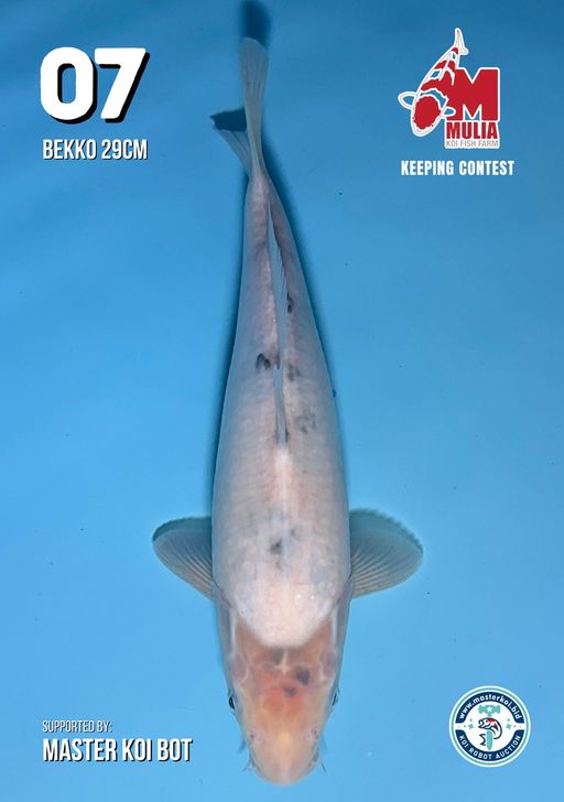 Lelang Koi Online, Jual Beli Ikan Koi, Pusat Jual Beli Koi, Info Lelang Koi Hari Ini, Platform Jual Beli Koi, Jual Beli Ikan Koi Online, Marketplace Ikan Koi, Jual Koi Terbaik, Tempat Beli Koi Berkualitas, Pasar Ikan Koi Online Terpercaya, Penjual Ikan Koi Terpercaya, Beli Koi Hias Online, Ikan Koi untuk Dijual, Koi Kualitas Terbaik, Toko Online Ikan Koi, Koi Hias Untuk Dijual, Jual Beli Ikan Koi Lokal, Koi Indonesia Online, Pusat Jual Beli Koi Terbesar