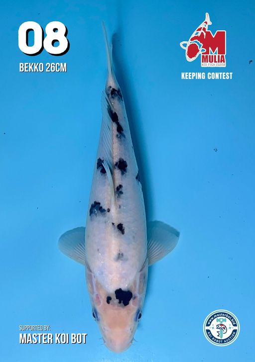 Lelang Koi Online, Jual Beli Ikan Koi, Pusat Jual Beli Koi, Info Lelang Koi Hari Ini, Platform Jual Beli Koi, Jual Beli Ikan Koi Online, Marketplace Ikan Koi, Jual Koi Terbaik, Tempat Beli Koi Berkualitas, Pasar Ikan Koi Online Terpercaya, Penjual Ikan Koi Terpercaya, Beli Koi Hias Online, Ikan Koi untuk Dijual, Koi Kualitas Terbaik, Toko Online Ikan Koi, Koi Hias Untuk Dijual, Jual Beli Ikan Koi Lokal, Koi Indonesia Online, Pusat Jual Beli Koi Terbesar