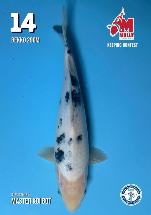 Lelang Koi Online, Jual Beli Ikan Koi, Pusat Jual Beli Koi, Info Lelang Koi Hari Ini, Platform Jual Beli Koi, Jual Beli Ikan Koi Online, Marketplace Ikan Koi, Jual Koi Terbaik, Tempat Beli Koi Berkualitas, Pasar Ikan Koi Online Terpercaya, Penjual Ikan Koi Terpercaya, Beli Koi Hias Online, Ikan Koi untuk Dijual, Koi Kualitas Terbaik, Toko Online Ikan Koi, Koi Hias Untuk Dijual, Jual Beli Ikan Koi Lokal, Koi Indonesia Online, Pusat Jual Beli Koi Terbesar
