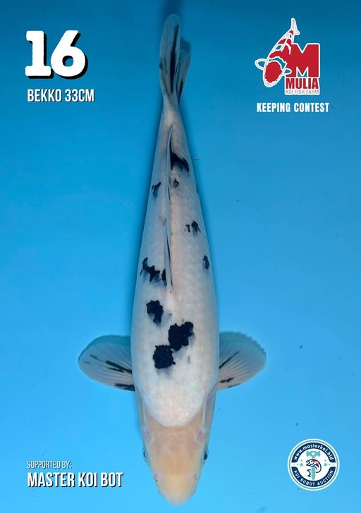 Lelang Koi Online, Jual Beli Ikan Koi, Pusat Jual Beli Koi, Info Lelang Koi Hari Ini, Platform Jual Beli Koi, Jual Beli Ikan Koi Online, Marketplace Ikan Koi, Jual Koi Terbaik, Tempat Beli Koi Berkualitas, Pasar Ikan Koi Online Terpercaya, Penjual Ikan Koi Terpercaya, Beli Koi Hias Online, Ikan Koi untuk Dijual, Koi Kualitas Terbaik, Toko Online Ikan Koi, Koi Hias Untuk Dijual, Jual Beli Ikan Koi Lokal, Koi Indonesia Online, Pusat Jual Beli Koi Terbesar