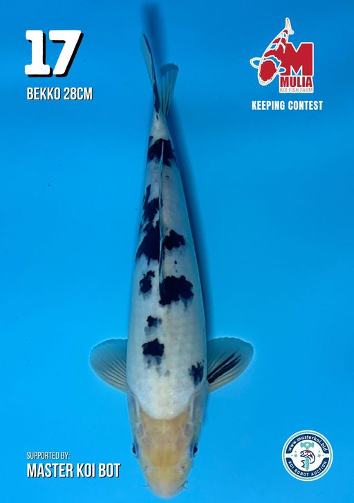 Lelang Koi Online, Jual Beli Ikan Koi, Pusat Jual Beli Koi, Info Lelang Koi Hari Ini, Platform Jual Beli Koi, Jual Beli Ikan Koi Online, Marketplace Ikan Koi, Jual Koi Terbaik, Tempat Beli Koi Berkualitas, Pasar Ikan Koi Online Terpercaya, Penjual Ikan Koi Terpercaya, Beli Koi Hias Online, Ikan Koi untuk Dijual, Koi Kualitas Terbaik, Toko Online Ikan Koi, Koi Hias Untuk Dijual, Jual Beli Ikan Koi Lokal, Koi Indonesia Online, Pusat Jual Beli Koi Terbesar