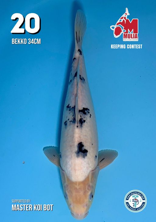 Lelang Koi Online, Jual Beli Ikan Koi, Pusat Jual Beli Koi, Info Lelang Koi Hari Ini, Platform Jual Beli Koi, Jual Beli Ikan Koi Online, Marketplace Ikan Koi, Jual Koi Terbaik, Tempat Beli Koi Berkualitas, Pasar Ikan Koi Online Terpercaya, Penjual Ikan Koi Terpercaya, Beli Koi Hias Online, Ikan Koi untuk Dijual, Koi Kualitas Terbaik, Toko Online Ikan Koi, Koi Hias Untuk Dijual, Jual Beli Ikan Koi Lokal, Koi Indonesia Online, Pusat Jual Beli Koi Terbesar