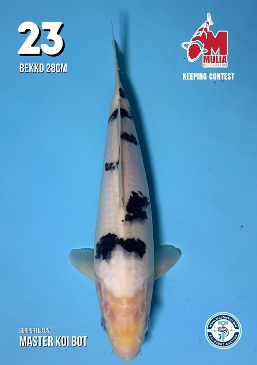 Lelang Koi Online, Jual Beli Ikan Koi, Pusat Jual Beli Koi, Info Lelang Koi Hari Ini, Platform Jual Beli Koi, Jual Beli Ikan Koi Online, Marketplace Ikan Koi, Jual Koi Terbaik, Tempat Beli Koi Berkualitas, Pasar Ikan Koi Online Terpercaya, Penjual Ikan Koi Terpercaya, Beli Koi Hias Online, Ikan Koi untuk Dijual, Koi Kualitas Terbaik, Toko Online Ikan Koi, Koi Hias Untuk Dijual, Jual Beli Ikan Koi Lokal, Koi Indonesia Online, Pusat Jual Beli Koi Terbesar