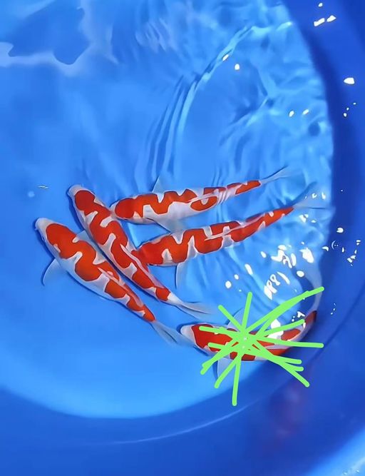 Lelang Koi Online, Jual Beli Ikan Koi, Pusat Jual Beli Koi, Info Lelang Koi Hari Ini, Platform Jual Beli Koi, Jual Beli Ikan Koi Online, Marketplace Ikan Koi, Jual Koi Terbaik, Tempat Beli Koi Berkualitas, Pasar Ikan Koi Online Terpercaya, Penjual Ikan Koi Terpercaya, Beli Koi Hias Online, Ikan Koi untuk Dijual, Koi Kualitas Terbaik, Toko Online Ikan Koi, Koi Hias Untuk Dijual, Jual Beli Ikan Koi Lokal, Koi Indonesia Online, Pusat Jual Beli Koi Terbesar