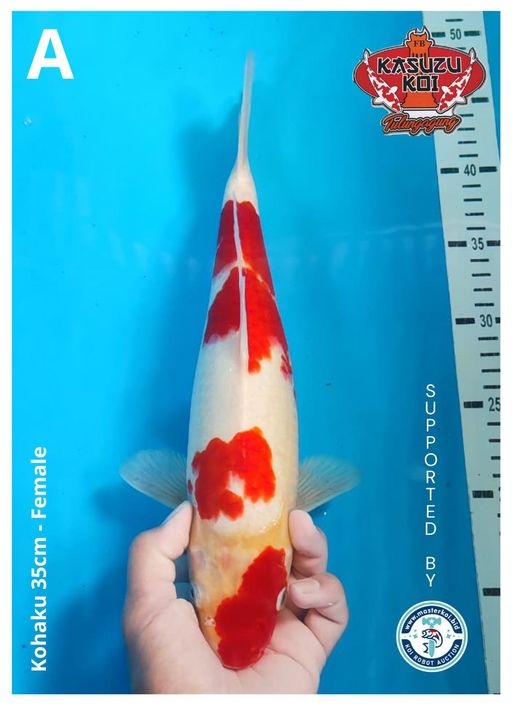 Lelang Koi Online, Jual Beli Ikan Koi, Pusat Jual Beli Koi, Info Lelang Koi Hari Ini, Platform Jual Beli Koi, Jual Beli Ikan Koi Online, Marketplace Ikan Koi, Jual Koi Terbaik, Tempat Beli Koi Berkualitas, Pasar Ikan Koi Online Terpercaya, Penjual Ikan Koi Terpercaya, Beli Koi Hias Online, Ikan Koi untuk Dijual, Koi Kualitas Terbaik, Toko Online Ikan Koi, Koi Hias Untuk Dijual, Jual Beli Ikan Koi Lokal, Koi Indonesia Online, Pusat Jual Beli Koi Terbesar