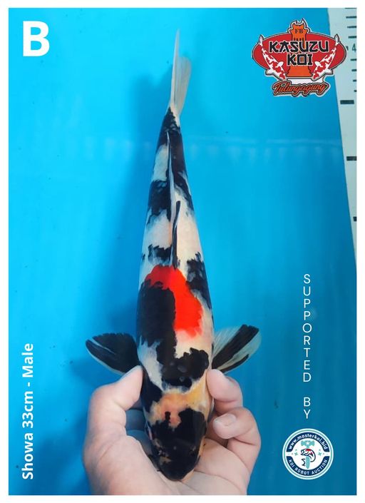 Lelang Koi Online, Jual Beli Ikan Koi, Pusat Jual Beli Koi, Info Lelang Koi Hari Ini, Platform Jual Beli Koi, Jual Beli Ikan Koi Online, Marketplace Ikan Koi, Jual Koi Terbaik, Tempat Beli Koi Berkualitas, Pasar Ikan Koi Online Terpercaya, Penjual Ikan Koi Terpercaya, Beli Koi Hias Online, Ikan Koi untuk Dijual, Koi Kualitas Terbaik, Toko Online Ikan Koi, Koi Hias Untuk Dijual, Jual Beli Ikan Koi Lokal, Koi Indonesia Online, Pusat Jual Beli Koi Terbesar