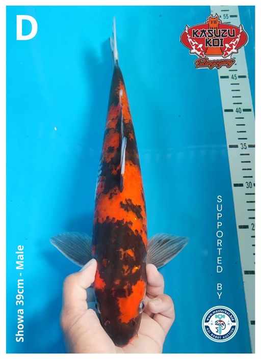 Lelang Koi Online, Jual Beli Ikan Koi, Pusat Jual Beli Koi, Info Lelang Koi Hari Ini, Platform Jual Beli Koi, Jual Beli Ikan Koi Online, Marketplace Ikan Koi, Jual Koi Terbaik, Tempat Beli Koi Berkualitas, Pasar Ikan Koi Online Terpercaya, Penjual Ikan Koi Terpercaya, Beli Koi Hias Online, Ikan Koi untuk Dijual, Koi Kualitas Terbaik, Toko Online Ikan Koi, Koi Hias Untuk Dijual, Jual Beli Ikan Koi Lokal, Koi Indonesia Online, Pusat Jual Beli Koi Terbesar