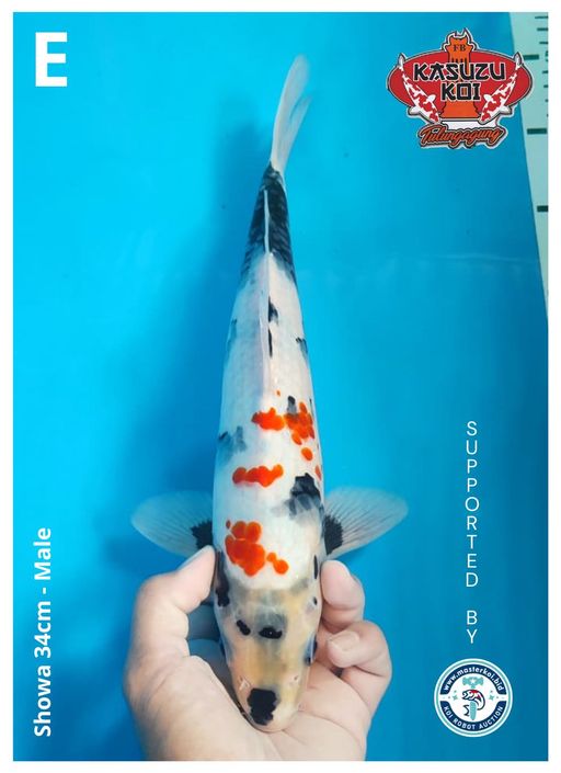 Lelang Koi Online, Jual Beli Ikan Koi, Pusat Jual Beli Koi, Info Lelang Koi Hari Ini, Platform Jual Beli Koi, Jual Beli Ikan Koi Online, Marketplace Ikan Koi, Jual Koi Terbaik, Tempat Beli Koi Berkualitas, Pasar Ikan Koi Online Terpercaya, Penjual Ikan Koi Terpercaya, Beli Koi Hias Online, Ikan Koi untuk Dijual, Koi Kualitas Terbaik, Toko Online Ikan Koi, Koi Hias Untuk Dijual, Jual Beli Ikan Koi Lokal, Koi Indonesia Online, Pusat Jual Beli Koi Terbesar