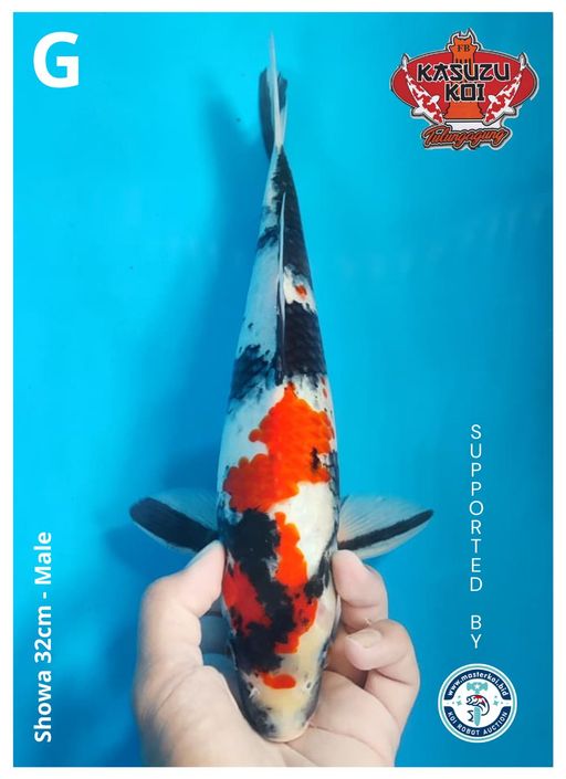 Lelang Koi Online, Jual Beli Ikan Koi, Pusat Jual Beli Koi, Info Lelang Koi Hari Ini, Platform Jual Beli Koi, Jual Beli Ikan Koi Online, Marketplace Ikan Koi, Jual Koi Terbaik, Tempat Beli Koi Berkualitas, Pasar Ikan Koi Online Terpercaya, Penjual Ikan Koi Terpercaya, Beli Koi Hias Online, Ikan Koi untuk Dijual, Koi Kualitas Terbaik, Toko Online Ikan Koi, Koi Hias Untuk Dijual, Jual Beli Ikan Koi Lokal, Koi Indonesia Online, Pusat Jual Beli Koi Terbesar