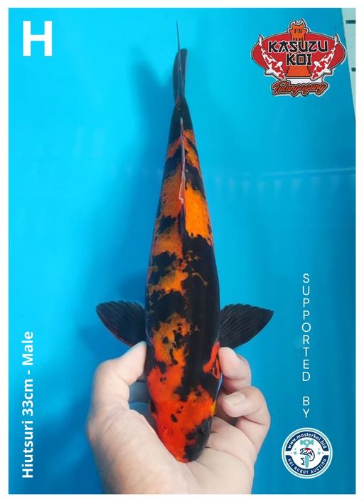 Lelang Koi Online, Jual Beli Ikan Koi, Pusat Jual Beli Koi, Info Lelang Koi Hari Ini, Platform Jual Beli Koi, Jual Beli Ikan Koi Online, Marketplace Ikan Koi, Jual Koi Terbaik, Tempat Beli Koi Berkualitas, Pasar Ikan Koi Online Terpercaya, Penjual Ikan Koi Terpercaya, Beli Koi Hias Online, Ikan Koi untuk Dijual, Koi Kualitas Terbaik, Toko Online Ikan Koi, Koi Hias Untuk Dijual, Jual Beli Ikan Koi Lokal, Koi Indonesia Online, Pusat Jual Beli Koi Terbesar