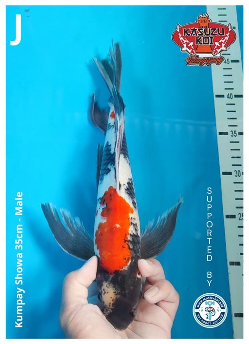 Lelang Koi Online, Jual Beli Ikan Koi, Pusat Jual Beli Koi, Info Lelang Koi Hari Ini, Platform Jual Beli Koi, Jual Beli Ikan Koi Online, Marketplace Ikan Koi, Jual Koi Terbaik, Tempat Beli Koi Berkualitas, Pasar Ikan Koi Online Terpercaya, Penjual Ikan Koi Terpercaya, Beli Koi Hias Online, Ikan Koi untuk Dijual, Koi Kualitas Terbaik, Toko Online Ikan Koi, Koi Hias Untuk Dijual, Jual Beli Ikan Koi Lokal, Koi Indonesia Online, Pusat Jual Beli Koi Terbesar