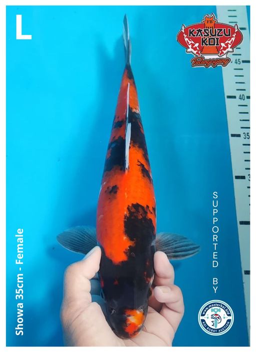 Lelang Koi Online, Jual Beli Ikan Koi, Pusat Jual Beli Koi, Info Lelang Koi Hari Ini, Platform Jual Beli Koi, Jual Beli Ikan Koi Online, Marketplace Ikan Koi, Jual Koi Terbaik, Tempat Beli Koi Berkualitas, Pasar Ikan Koi Online Terpercaya, Penjual Ikan Koi Terpercaya, Beli Koi Hias Online, Ikan Koi untuk Dijual, Koi Kualitas Terbaik, Toko Online Ikan Koi, Koi Hias Untuk Dijual, Jual Beli Ikan Koi Lokal, Koi Indonesia Online, Pusat Jual Beli Koi Terbesar